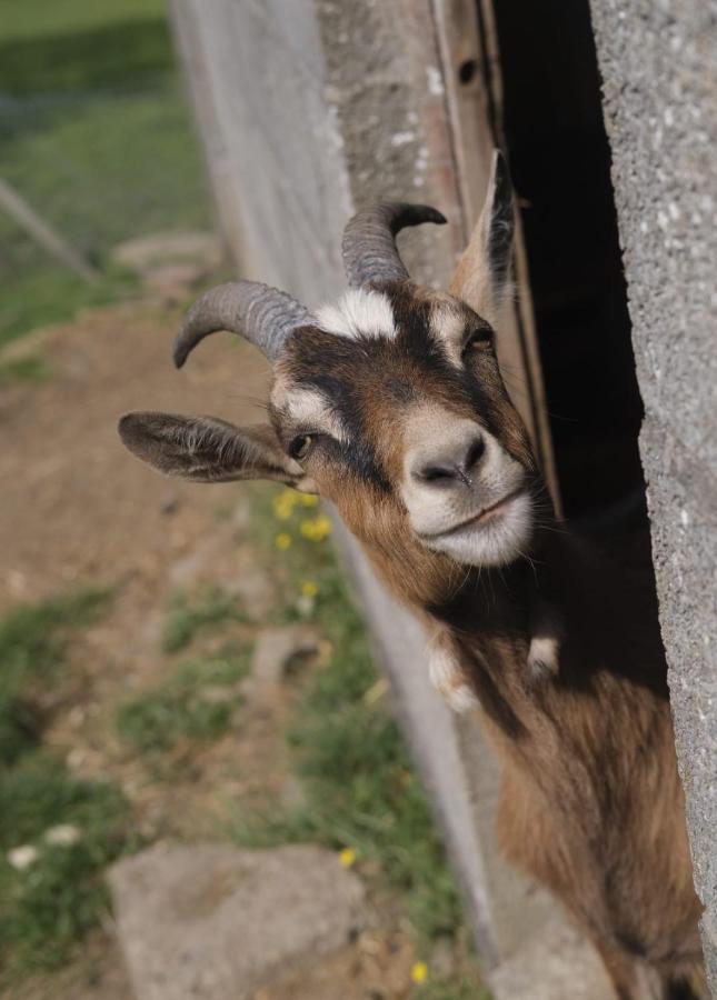 La Billardiere Camping A La Ferme Le Menil-Ciboult Buitenkant foto
