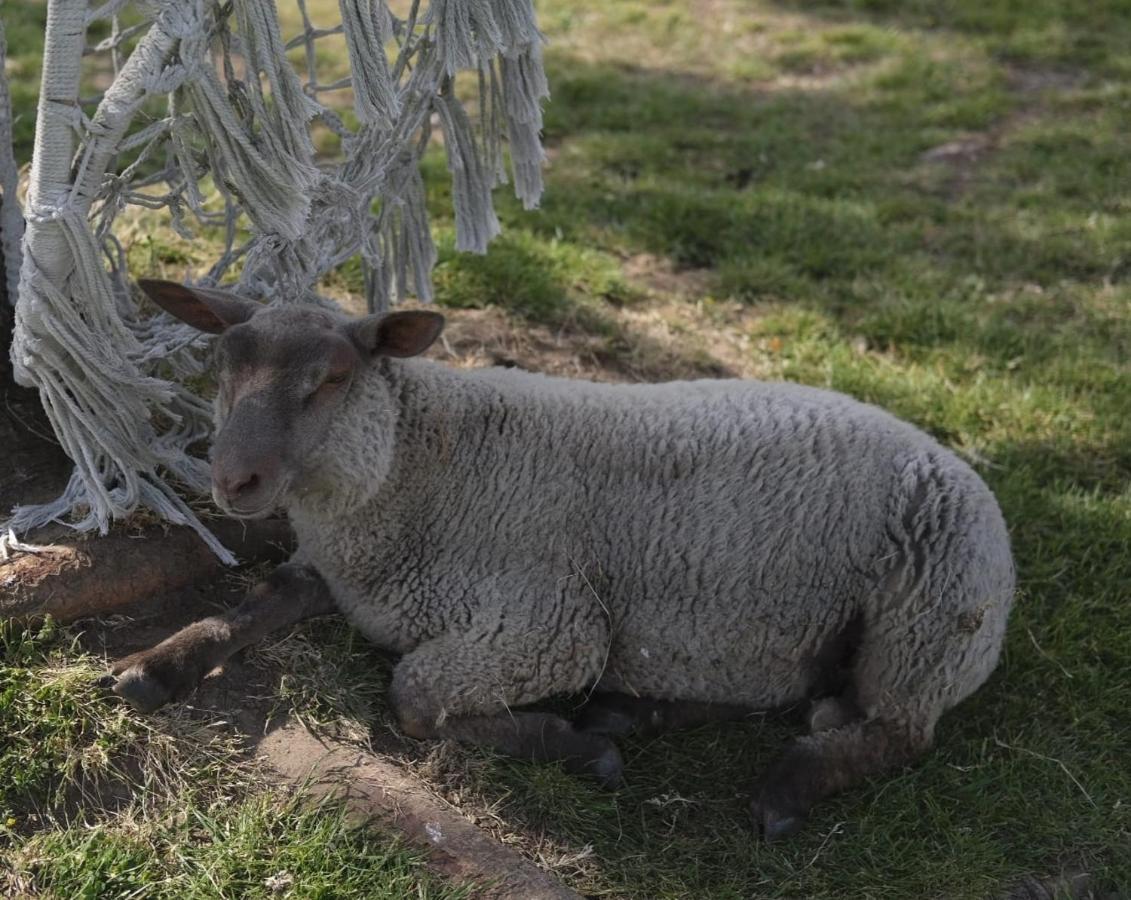 La Billardiere Camping A La Ferme Le Menil-Ciboult Buitenkant foto