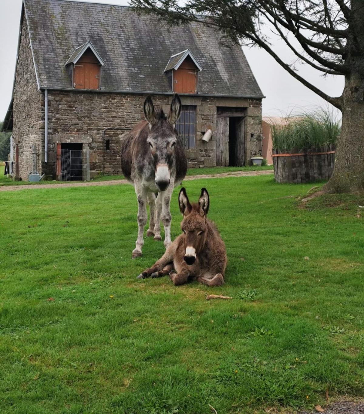 La Billardiere Camping A La Ferme Le Menil-Ciboult Buitenkant foto