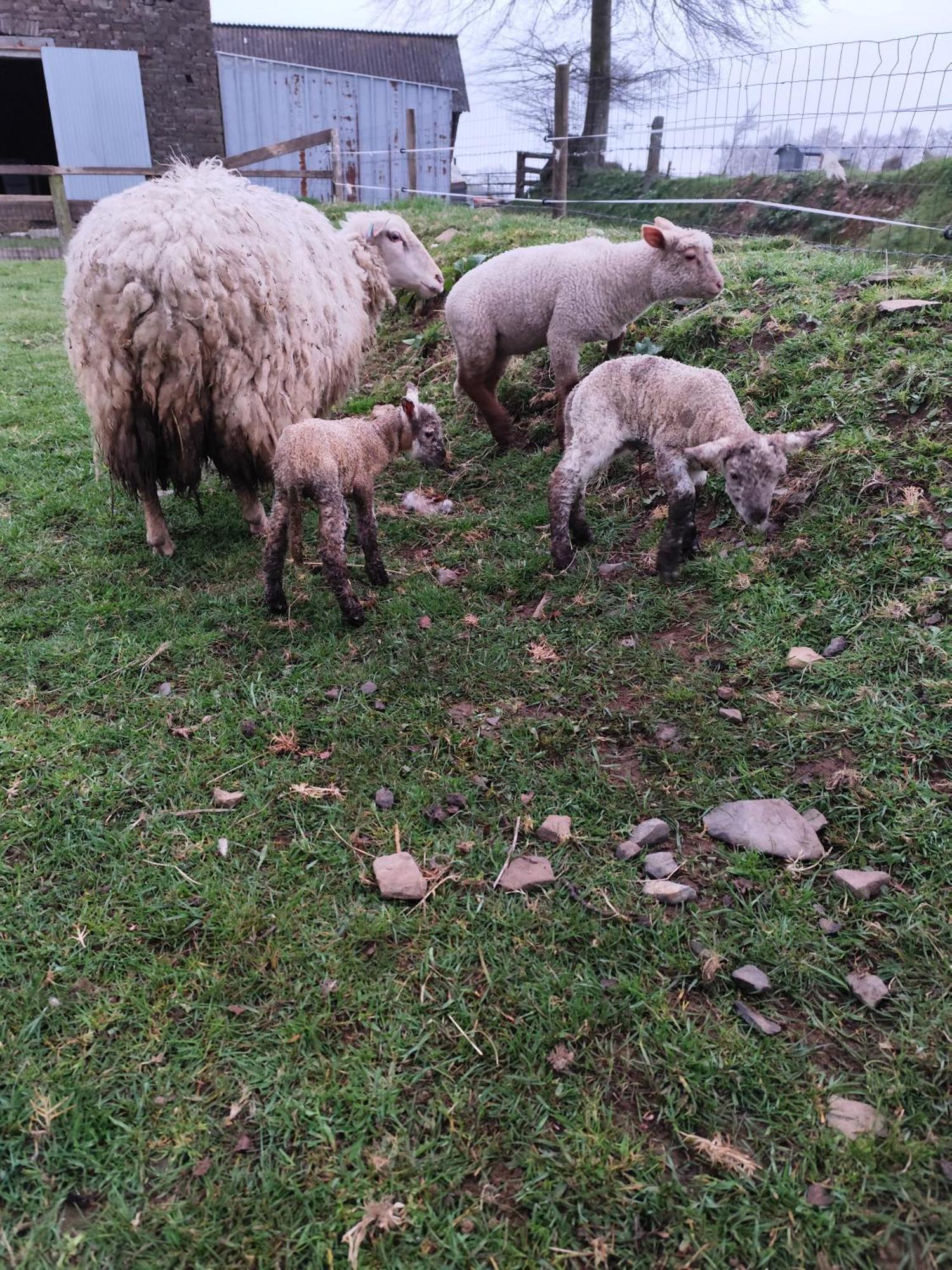 La Billardiere Camping A La Ferme Le Menil-Ciboult Buitenkant foto
